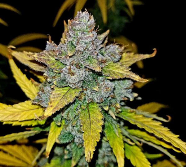 Blue Dream Auto THC fino a 22%