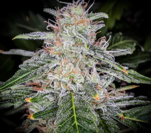 Blue Dream Auto THC fino a 22% - immagine 2