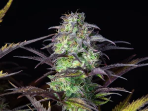 Blueberry Auto THC fino a 22%