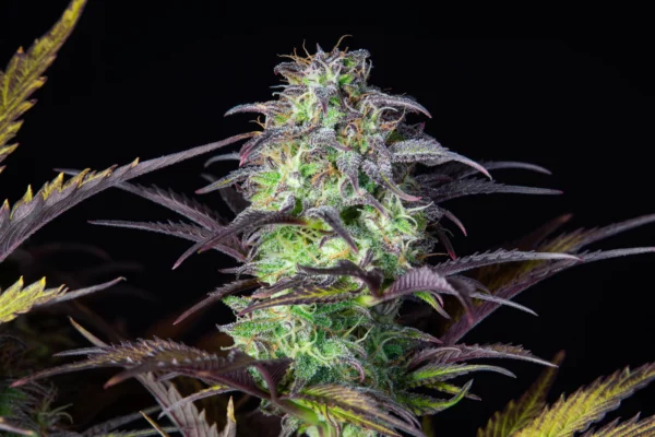 Blueberry Auto THC fino a 22%