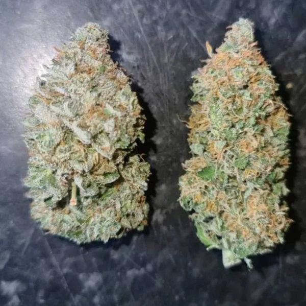 Blueberry Auto THC fino a 22% - immagine 2