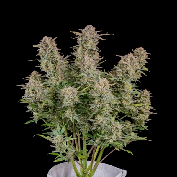 Bruce Banner Auto THC Fino a 25% - immagine 2