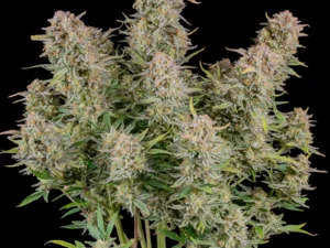 Bruce Banner Auto THC Fino a 25%