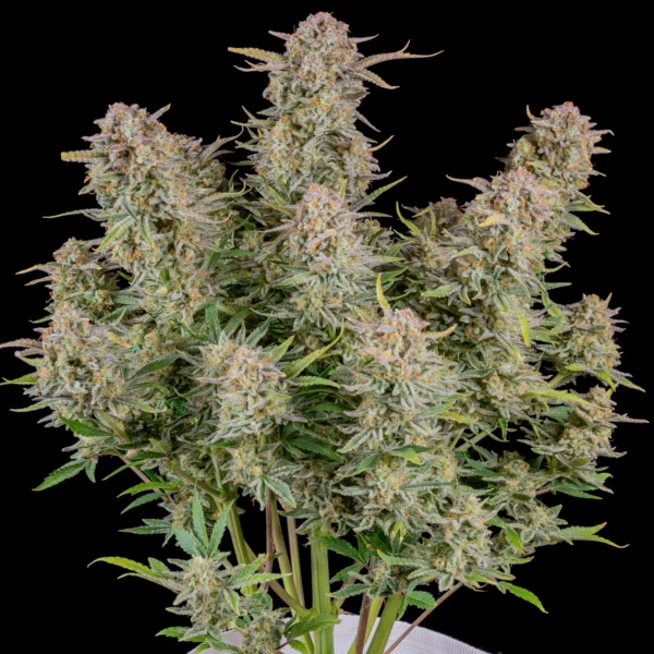 Bruce Banner Auto THC Fino a 25%