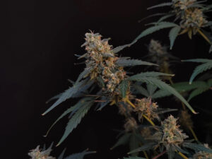 BubbleGum Auto THC fino a 20%