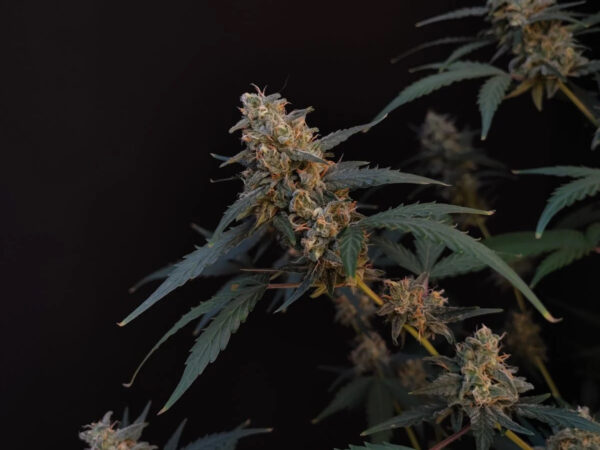 BubbleGum Auto THC fino a 20%