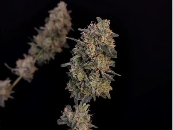 BubbleGum Auto THC fino a 20% - immagine 2