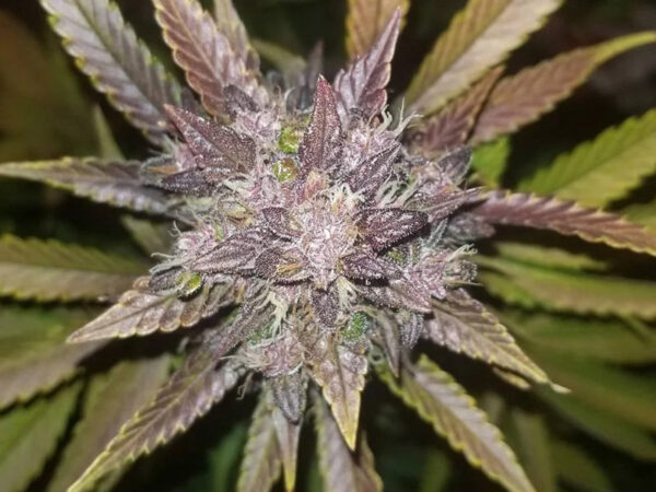 C4 Auto THC fino a 20% - immagine 2