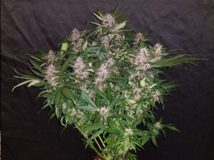 C4 Auto THC fino a 20%