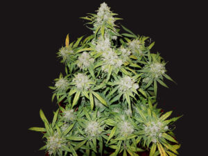 CBD Auto 1:1 (CBD Crack) THC fino a 7% CBD 7%