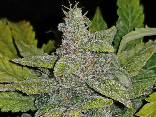 CBD Auto 1:1 (CBD Crack) THC fino a 7% CBD 7% - immagine 2