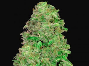 CBD Auto 20:1 THC 0.3 - 0.85%