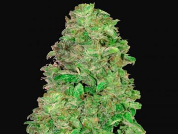 CBD Auto 20:1 THC 0.3 - 0.85%