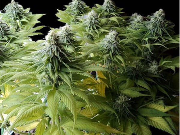 CHEESE 3.0 AUTO THC 15% CBD 1,20 Autofiorenti - immagine 2