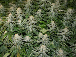 CHEESE 3.0 AUTO THC 15% CBD 1,20 Autofiorenti