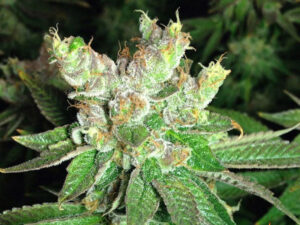 COOKIES KUSH STRAIN THC 24% CBD 1,2 Femminizzate