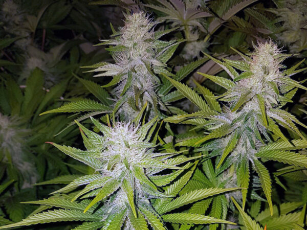 COOKIES KUSH STRAIN THC 24% CBD 1,2 Femminizzate - immagine 2