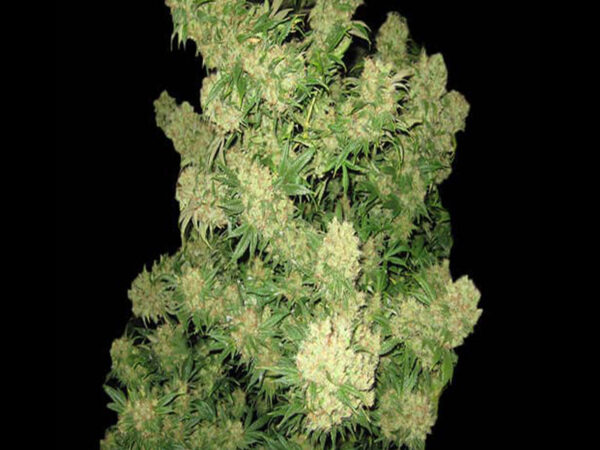 CRITICAL 3.0 AUTO THC 18% CBD 0,90 Autofiorenti - immagine 2