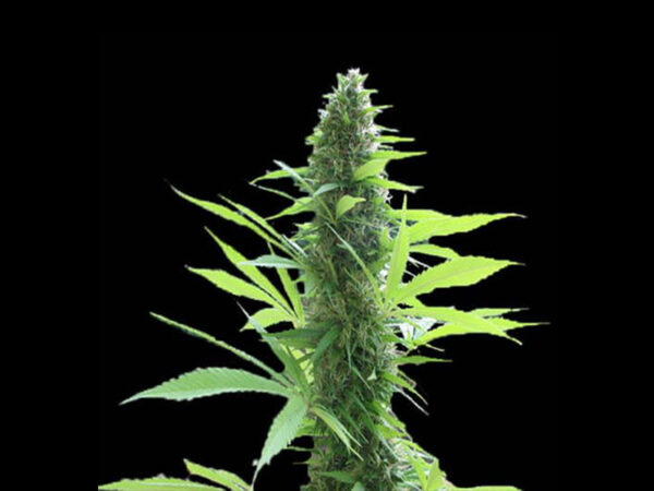 CRITICAL 3.0 AUTO THC 18% CBD 0,90 Autofiorenti