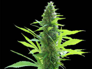 CRITICAL 3.0 THC 21% CBD 0,30% Femminizzate
