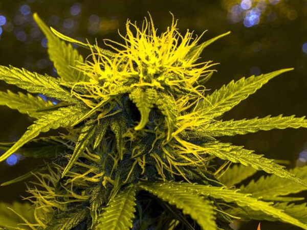 CRITICAL KUSH AUTO STRAIN THC 15% CBD 1% Autofiorenti - immagine 2