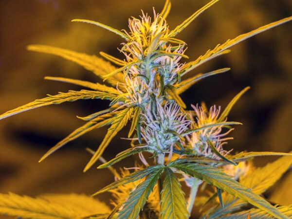 CRITICAL KUSH AUTO STRAIN THC 15% CBD 1% Autofiorenti