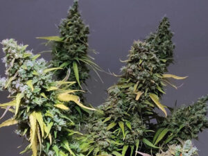 CRITICAL KUSH STRAIN THC 25% CBD 1,8 Femminizzate