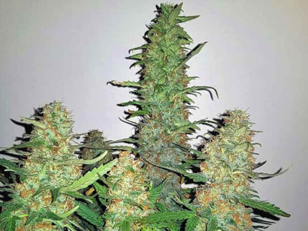 CRITICAL KUSH STRAIN THC 25% CBD 1,8 Femminizzate - immagine 2