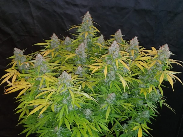 Californian Snow Auto THC fino a 23%
