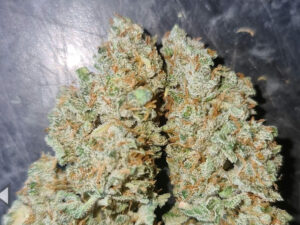 Cheese Auto THC fino a 21%