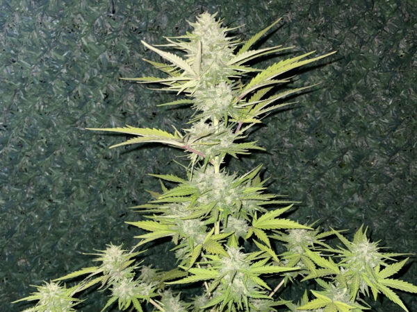 Cheese Auto THC fino a 21% - immagine 2