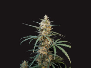 Chemdawg Auto THC fino a 20%