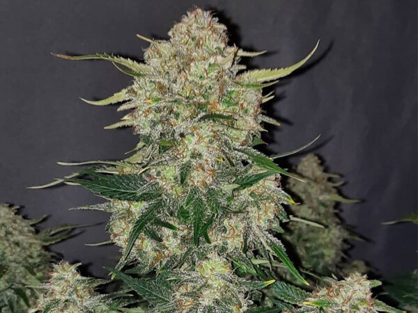 Chemdawg Auto THC fino a 20% - immagine 2