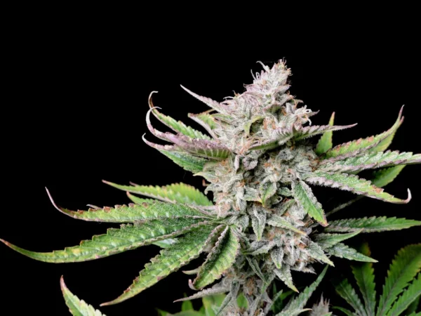 Cherry Cola Auto THC  Fino a 28.1% - immagine 2