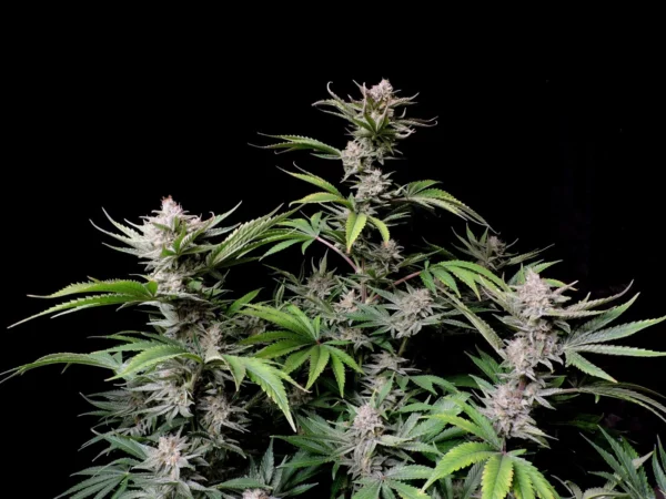 Cherry Cola Auto THC  Fino a 28.1% - immagine 3