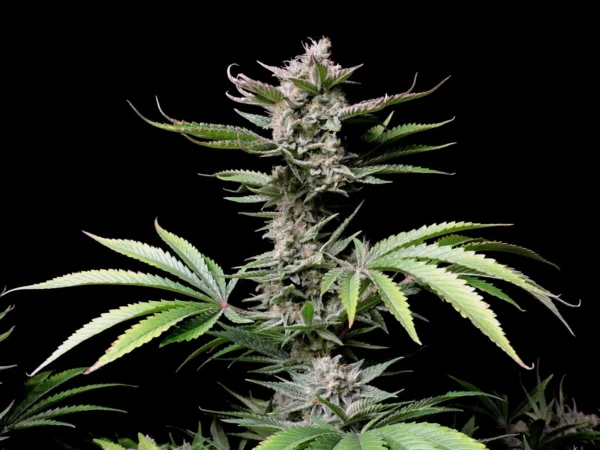Cherry Cola Auto THC  Fino a 28.1% - immagine 5