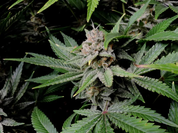 Cherry Cola Auto THC  Fino a 28.1% - immagine 6