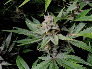 Cherry Cola Auto THC  Fino a 28.1%