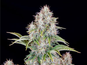 Cinderella Auto THC fino a 23%