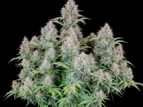 Cinderella Auto THC fino a 23% - immagine 2