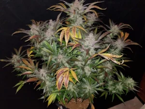 Cream Cookies Auto THC fino a 23%