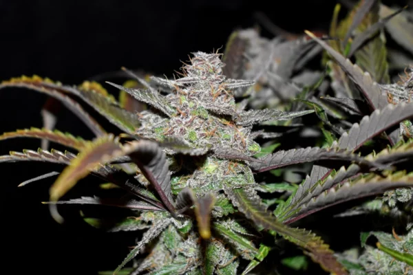 Cream Cookies Auto THC fino a 23% - immagine 2