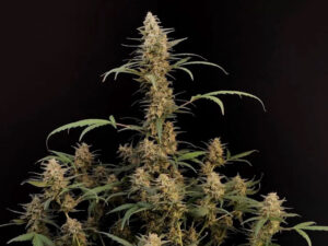 Critical Auto THC fino a 20%