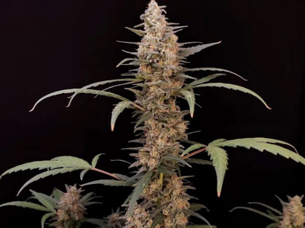 Critical Auto THC fino a 20% - immagine 2