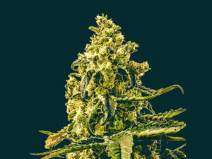 DOLCE VITA AUTO THC 19% CBD 0,50 Autofiorenti