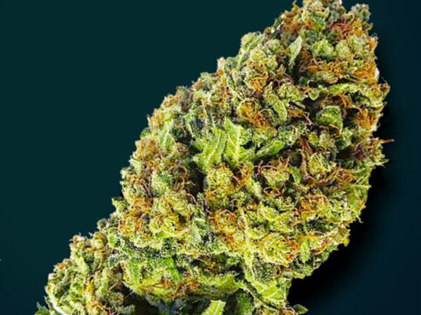 DOLCE VITA AUTO THC 19% CBD 0,50 Autofiorenti - immagine 2
