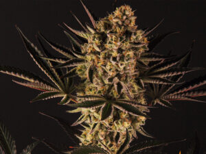 DOS SI DOS 33 STRAIN THC da 22 a 28 CBD 0,5 Femminizzate