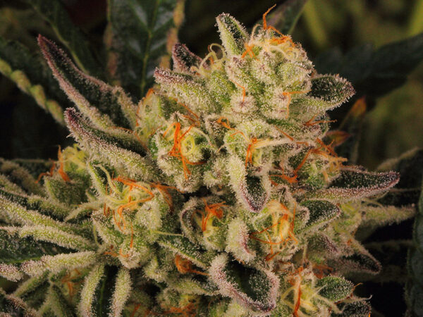 DOS SI DOS 33 STRAIN THC da 22 a 28 CBD 0,5 Femminizzate - immagine 2