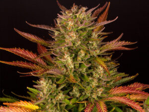 DOS SI DOS AUTO STRAIN THC 20% CBD 0,4 Autofiorenti