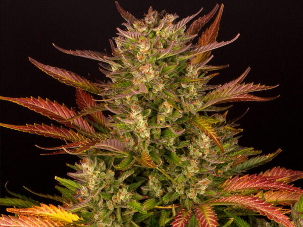 DOS SI DOS AUTO STRAIN THC 20% CBD 0,4 Autofiorenti